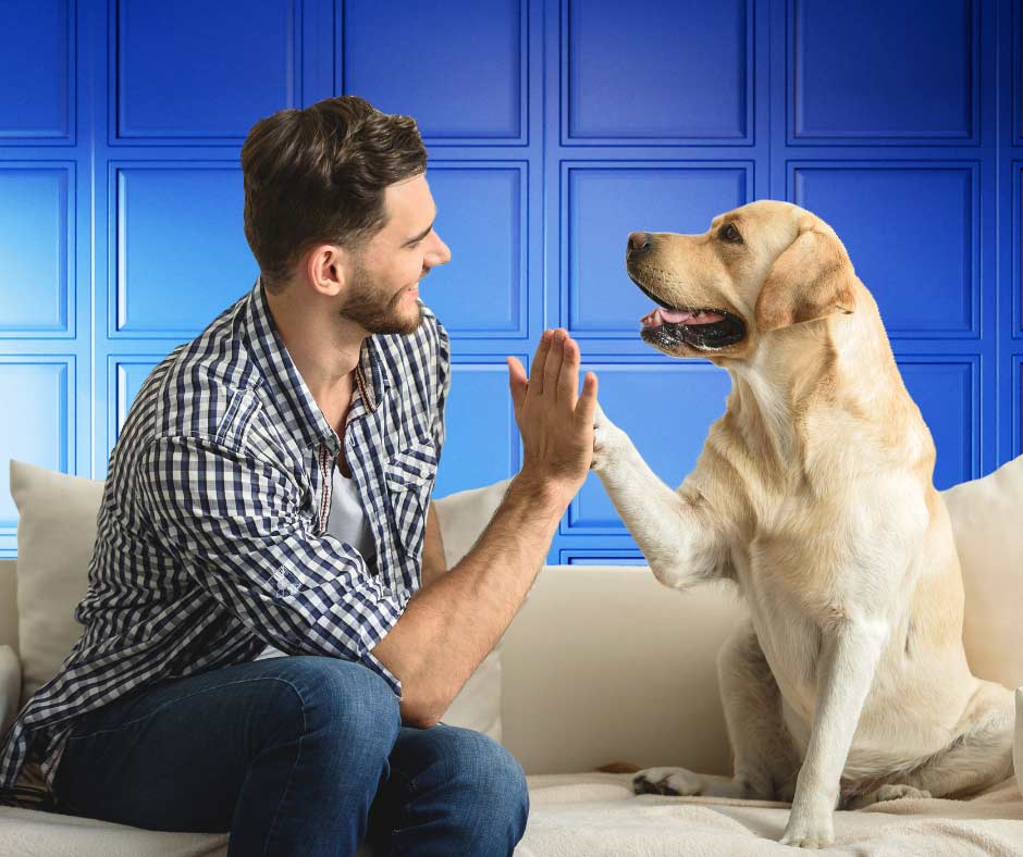 Rental demand for petfriendly properties soaring Edward Mellor