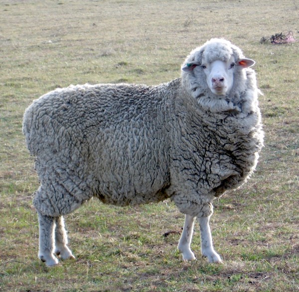 Vocabulary Karen Smith