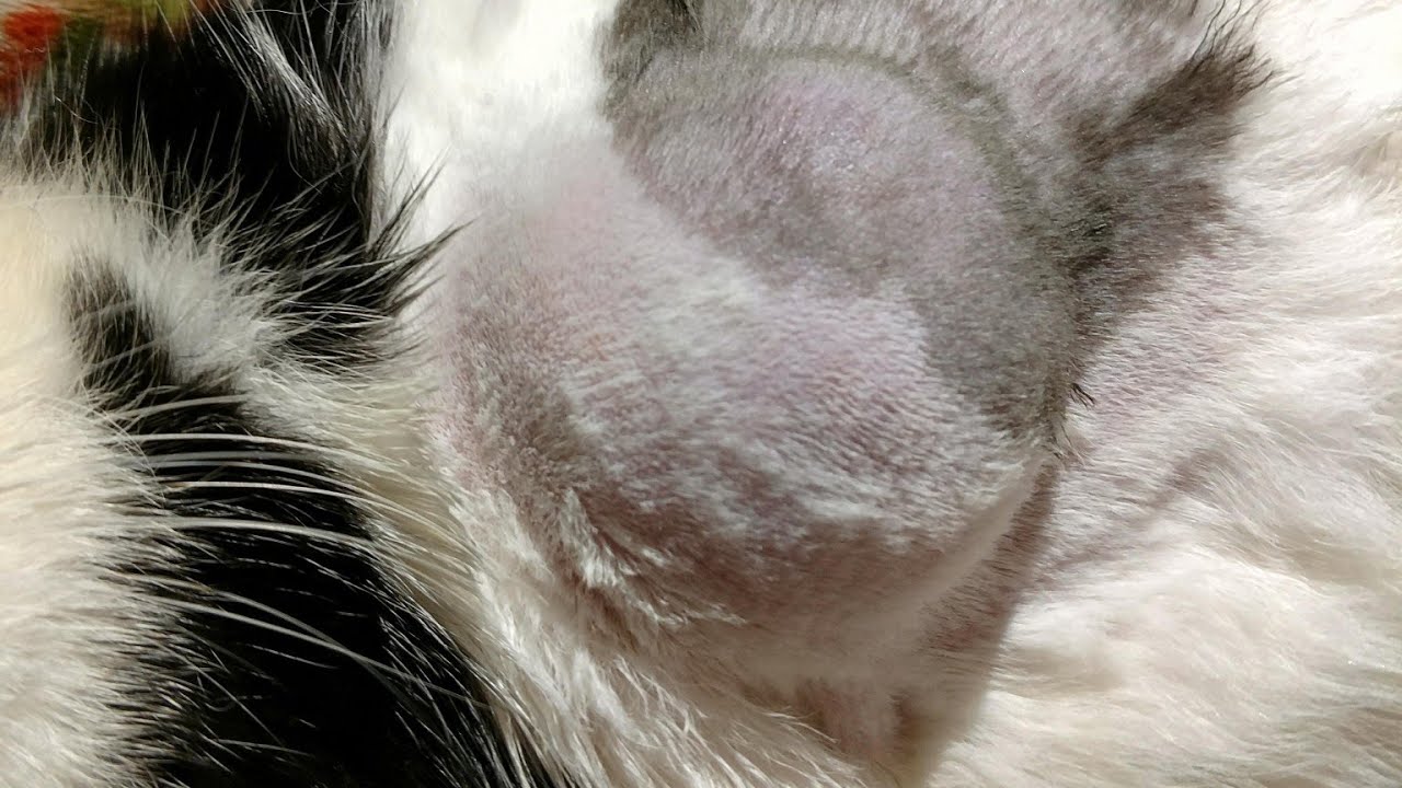 Доброкачественная опухоль у кошки Как лечить опухоль у кошки?