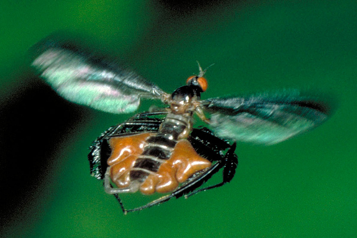 Researchers at U of T show that male flies prefer females with large