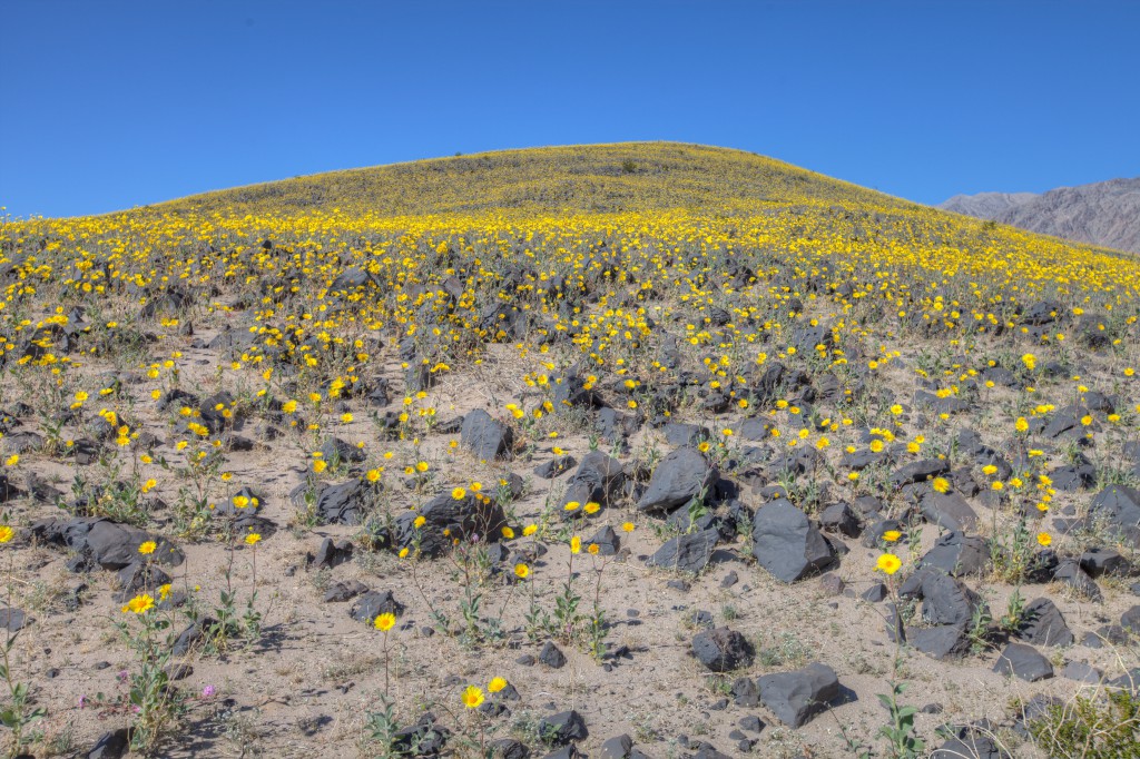 Flowers In Death Valley Death Valley Trip 2011 on Dave