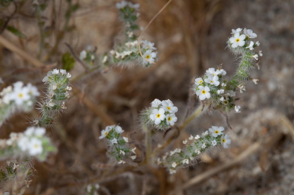 Popcorn Flower Anza Borrego Wildflowers on Dave Bullock