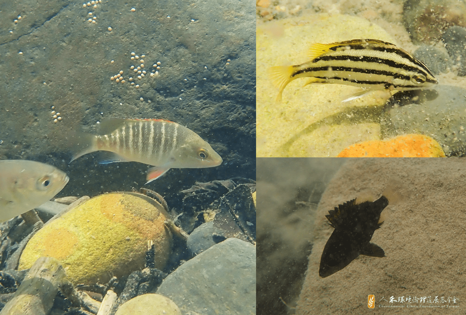 海魚1 人禾環境倫理發展基金會
