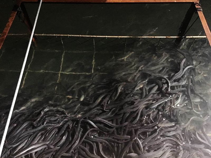 BREEDING FARMS eel depot