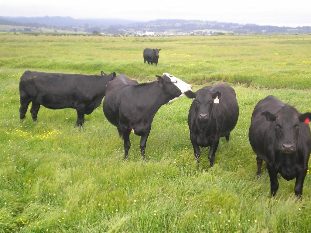 Raised On Grass Eel River Organic Beef GrassFed, GrassFinished
