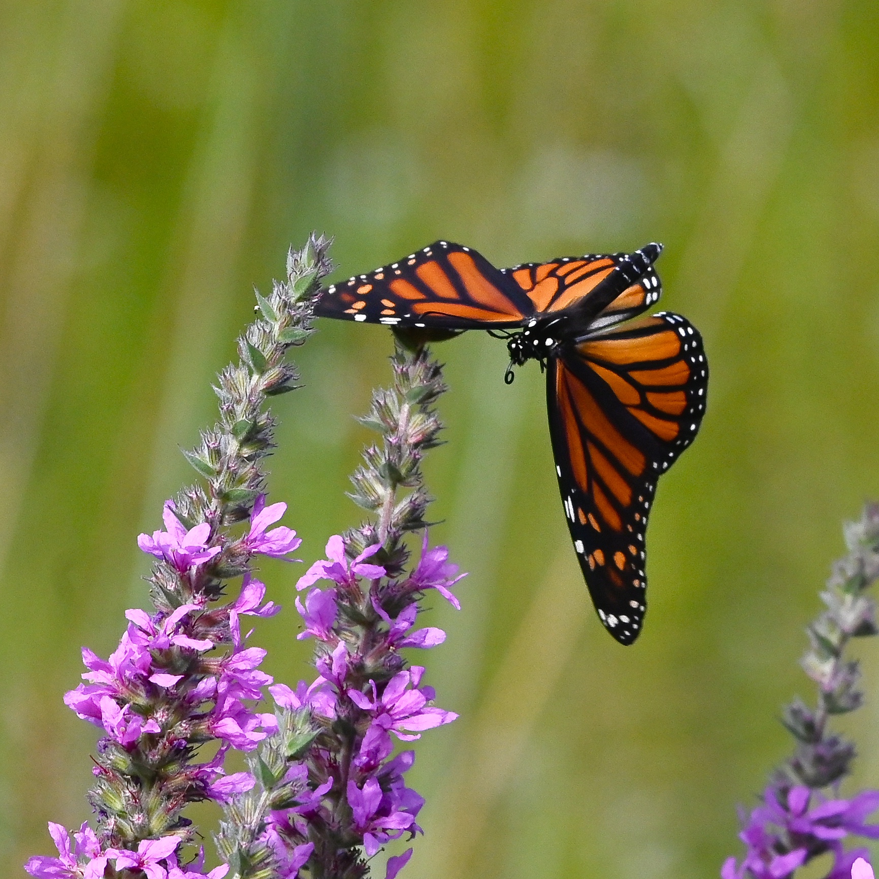 Common butterflies of Ontario Eesti Elu