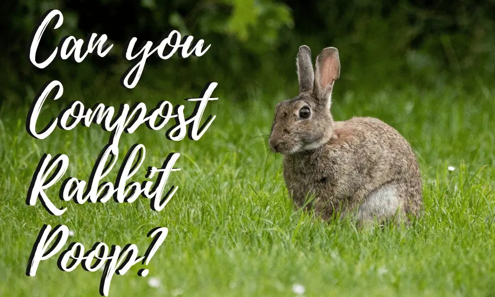 Can You Compost Rabbit Poop — Plus 4 Great Tips!