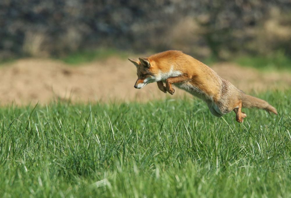 How to Get Rid of Foxes EExterminateur