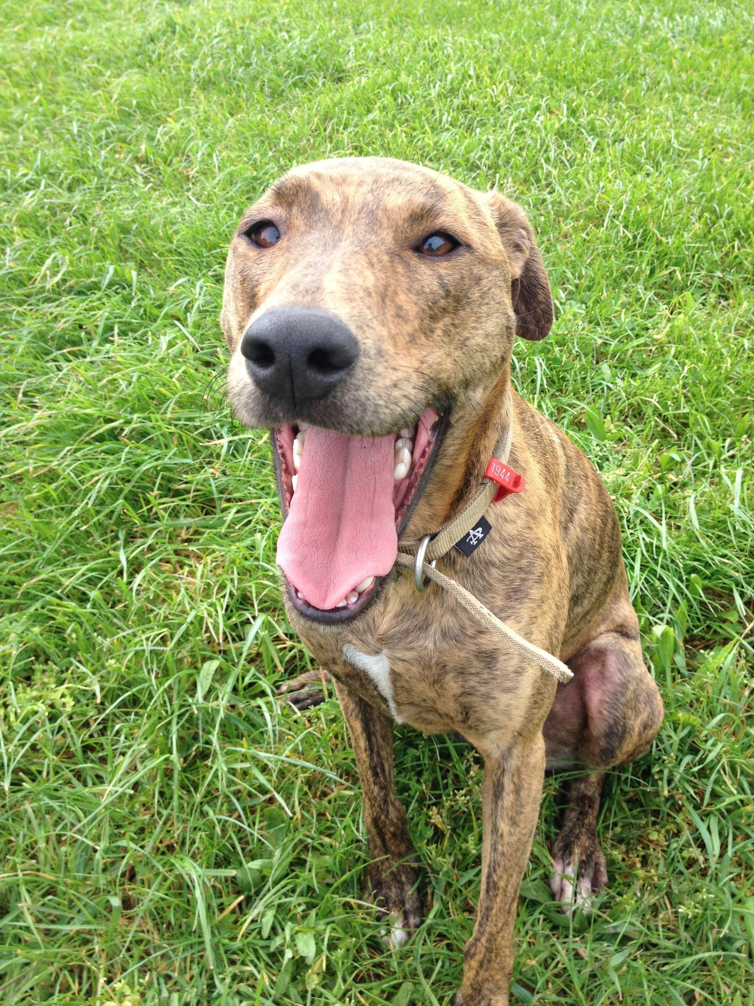 The Life Of An Allergy Dog And 9 Eezapet Petcare Ltd