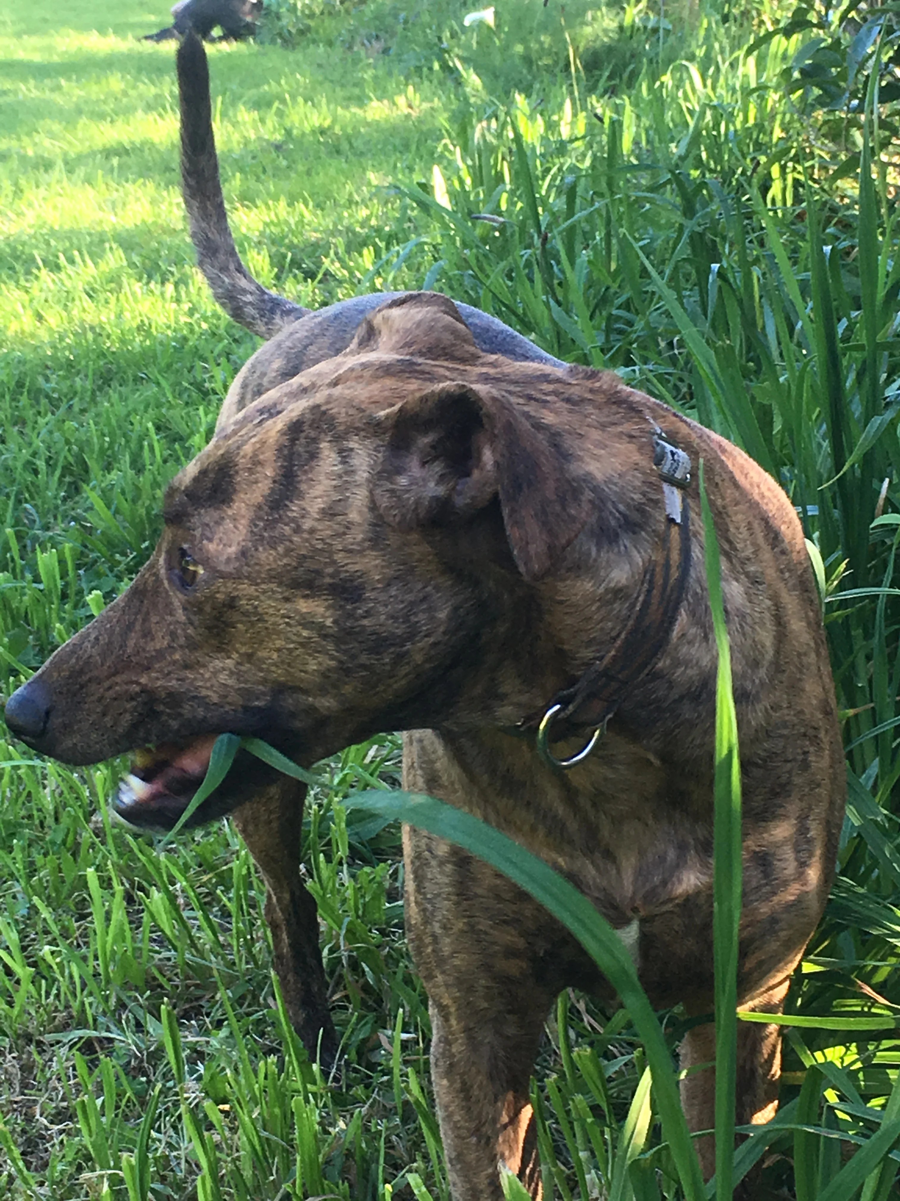 My Dog Is Allergic To Grass Really? Eezapet Petcare Ltd