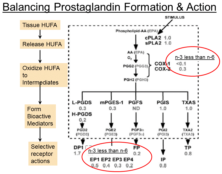 prostaglandins