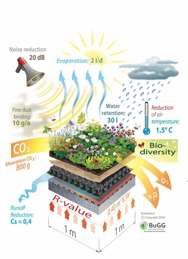 Green Roof Basics EFB