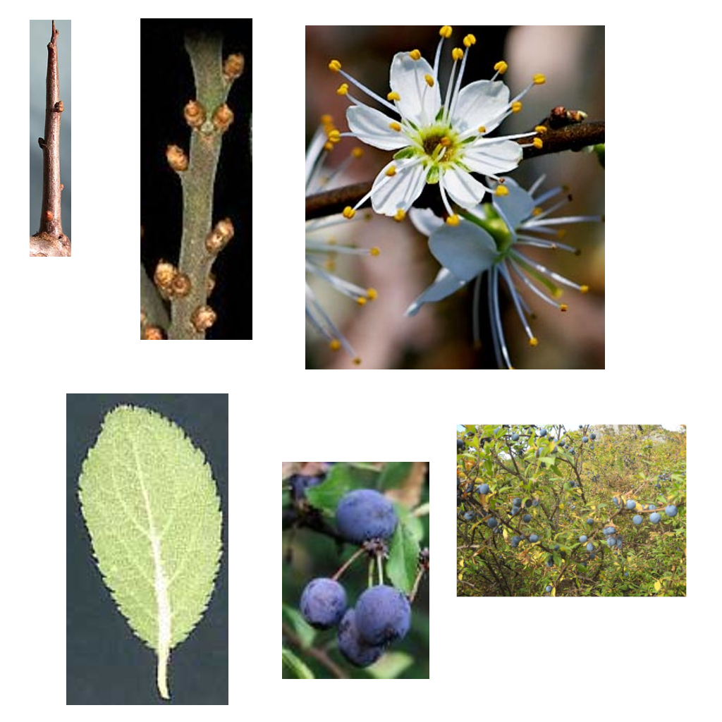 QR Porumbar Eucație forestieră Direcția Silvică Sibiu