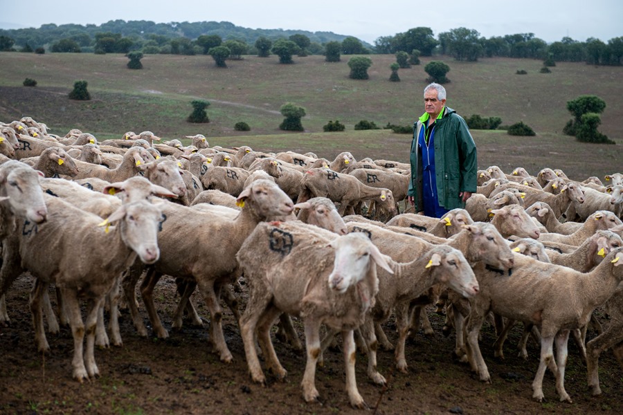 Un trashumante y sus mil ovejas, bloqueados en Ciudad Real por la viruela