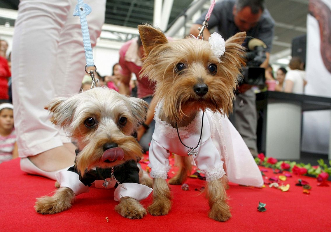 'Kira', 'Luna' y 'Lola' , nombres preferidos para las mascotas en 2017