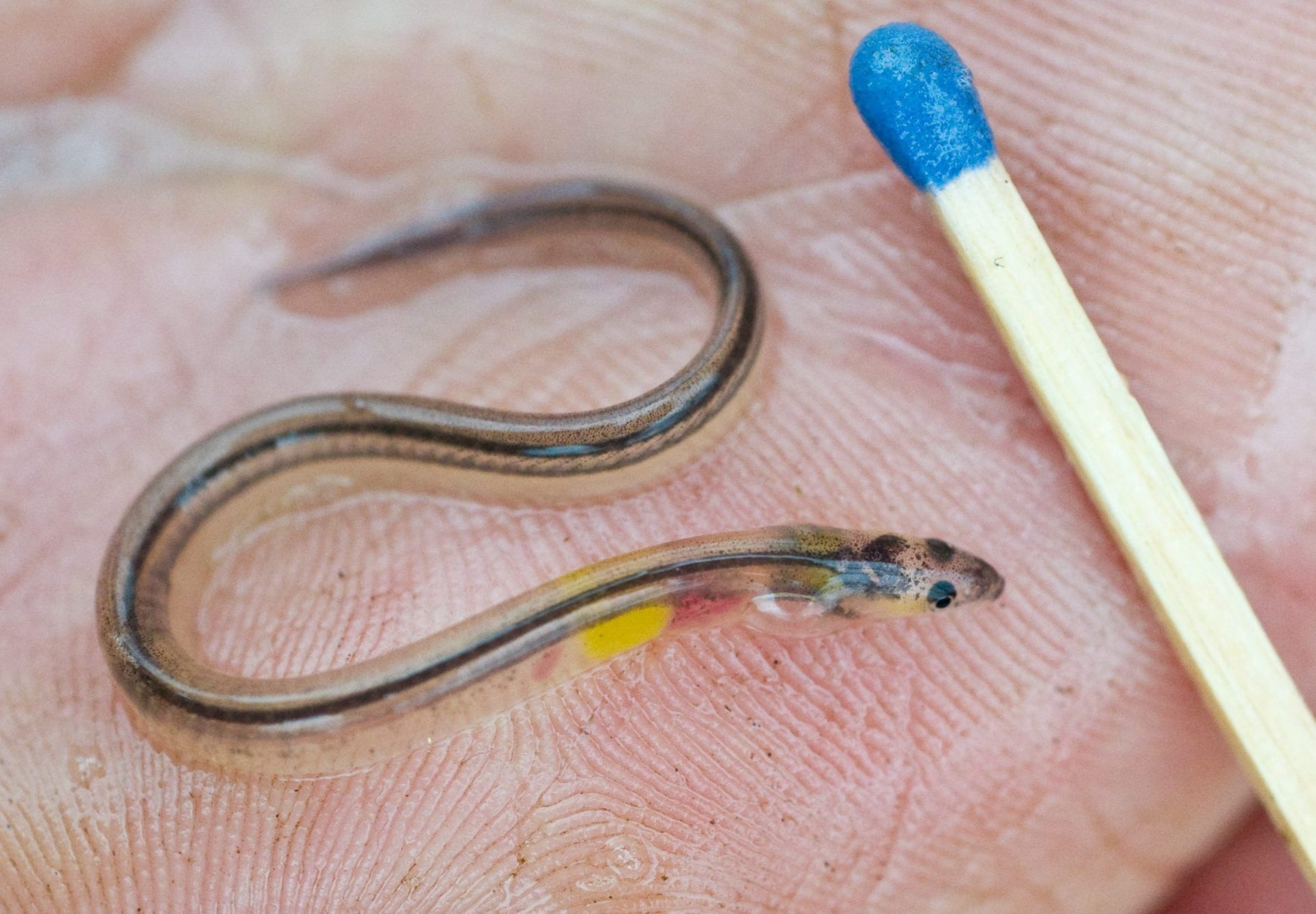 Liberan 5.000 crías de anguila en L'Albufera para reforzar su población