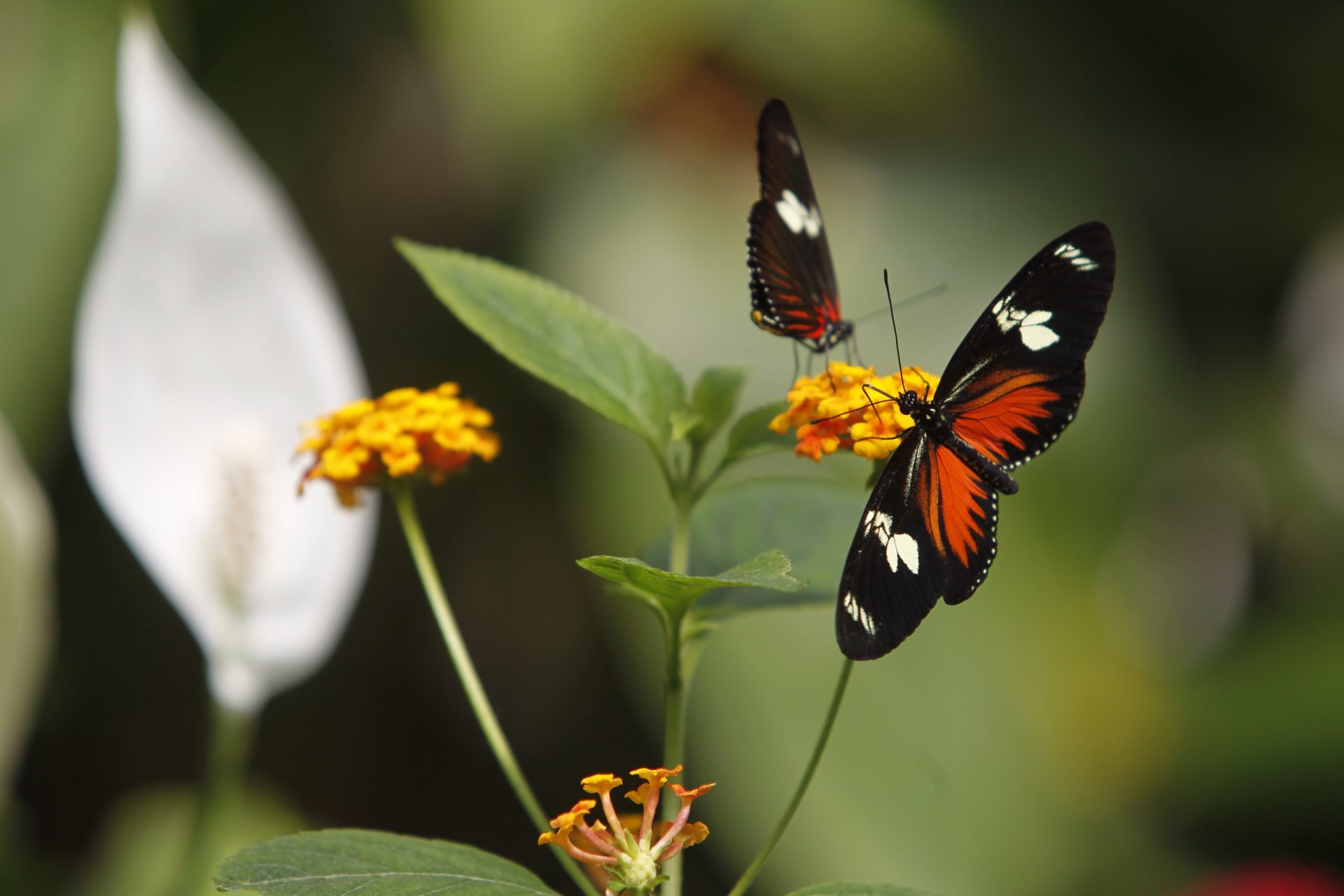 La mariposa monarca vuela para hibernar en México EFEverde