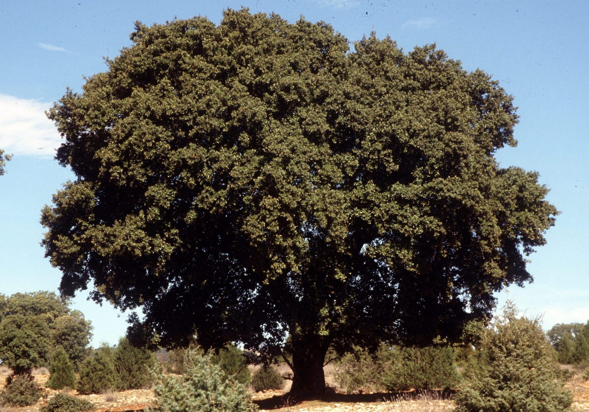 El pueblo que presume de sus encinas centenarias aspira a Árbol Europeo