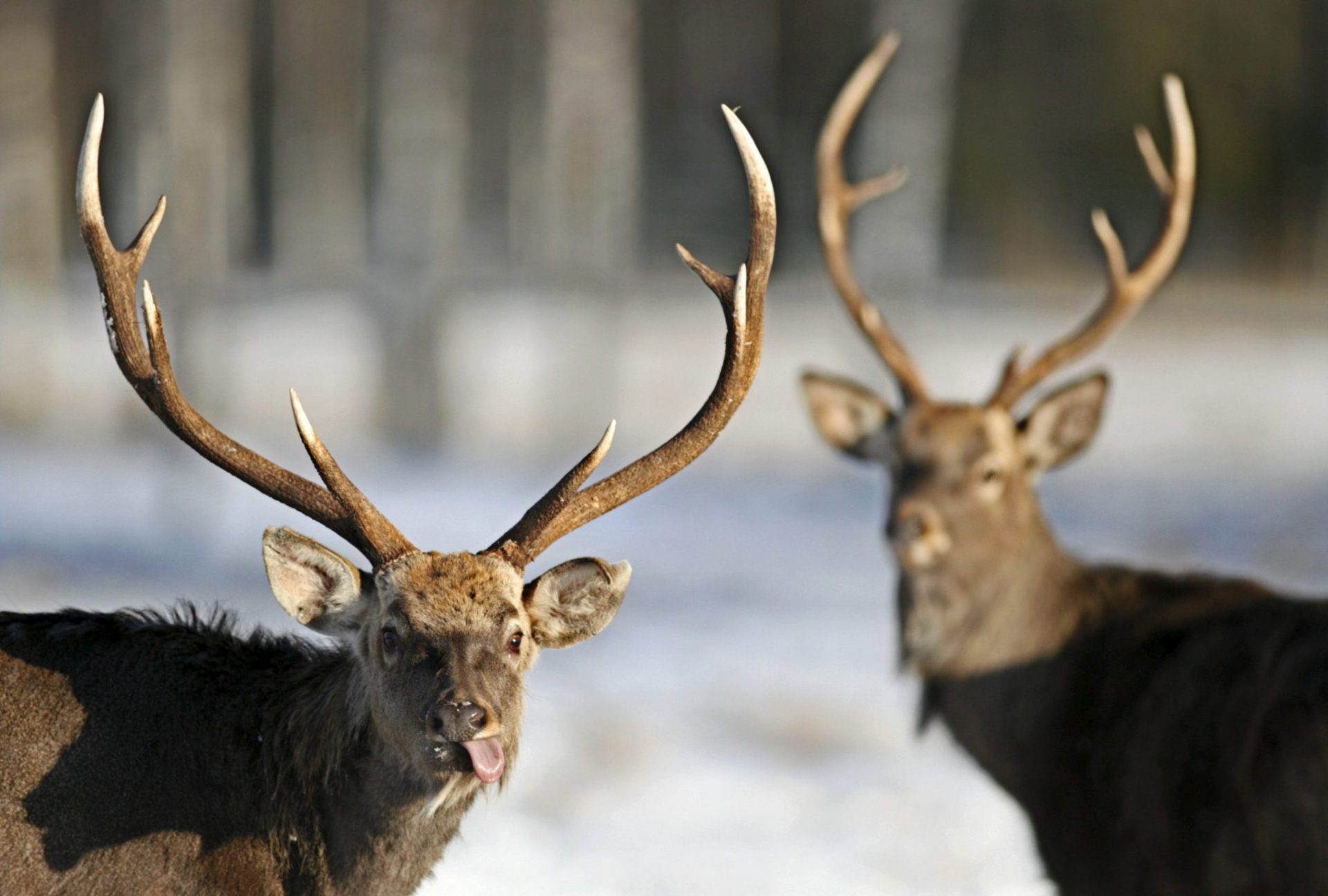 El reno, especie amenazada en Canadá por falta de cuidados