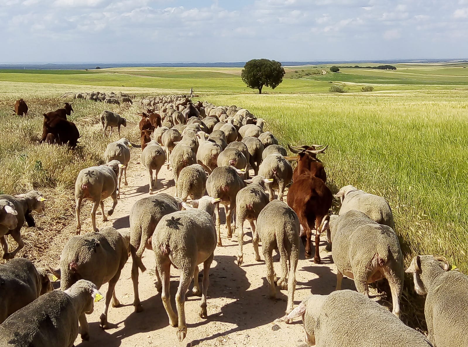 El pastoreo busca el reconocimiento mundial con el Año Internacional de