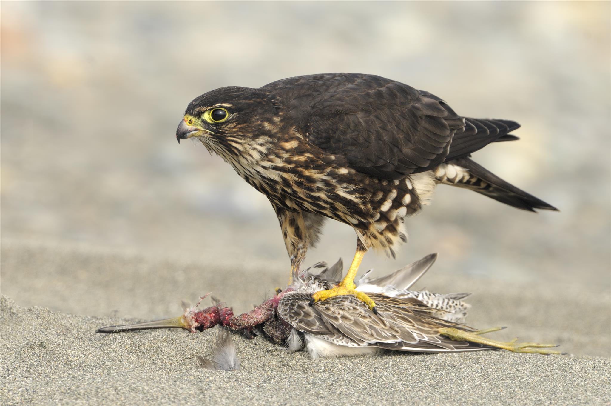 Merlin Effective Bird Control