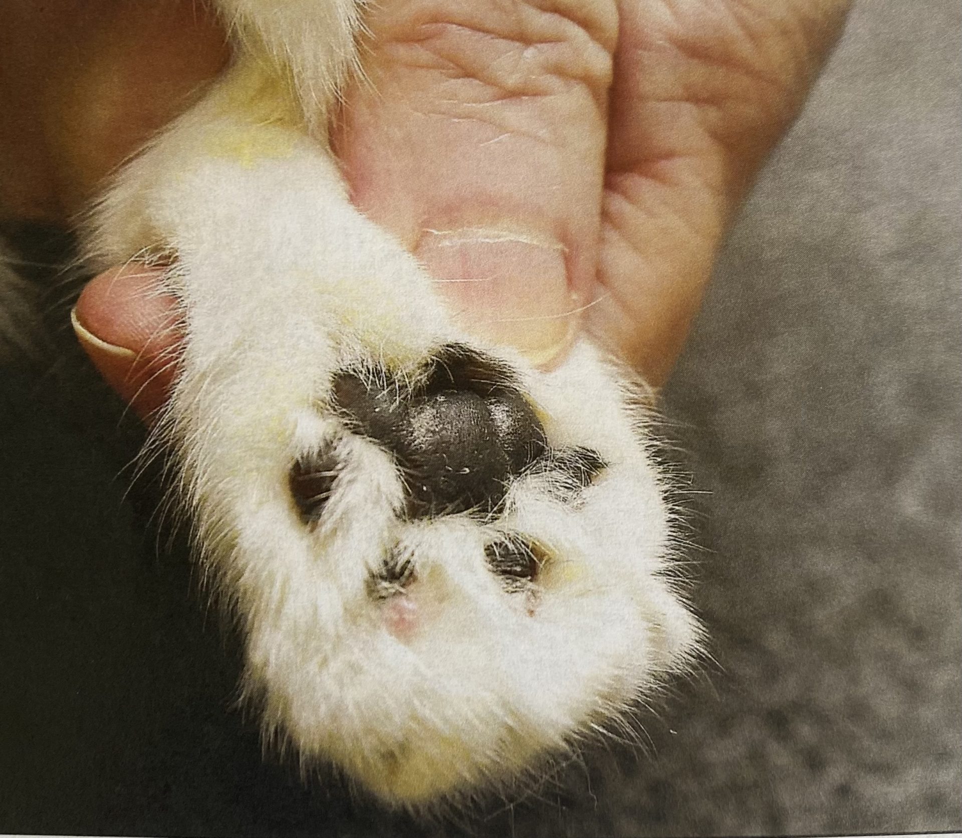 Will A Declawed Cat Survive Outside at David Doty blog