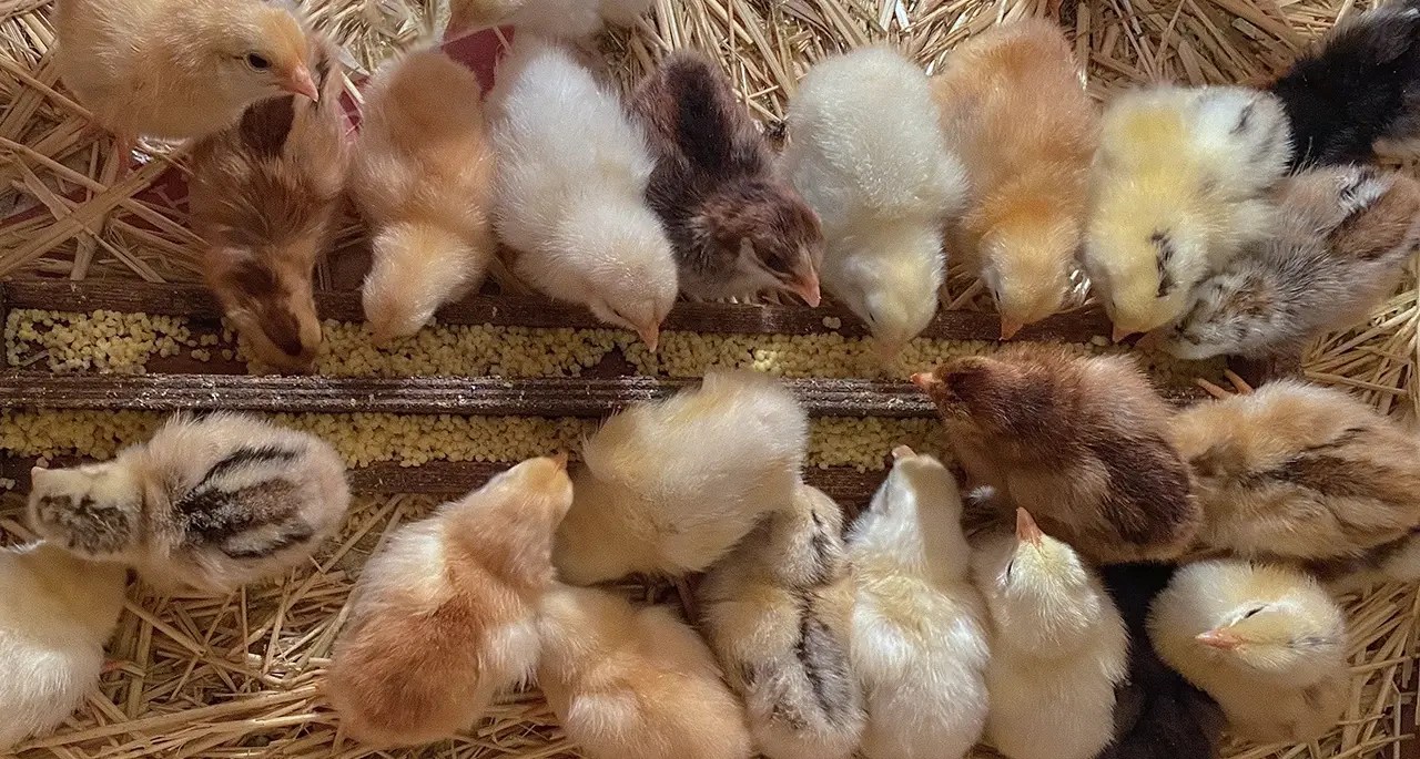 Optimising the feeding of commercial broilers EFG Software