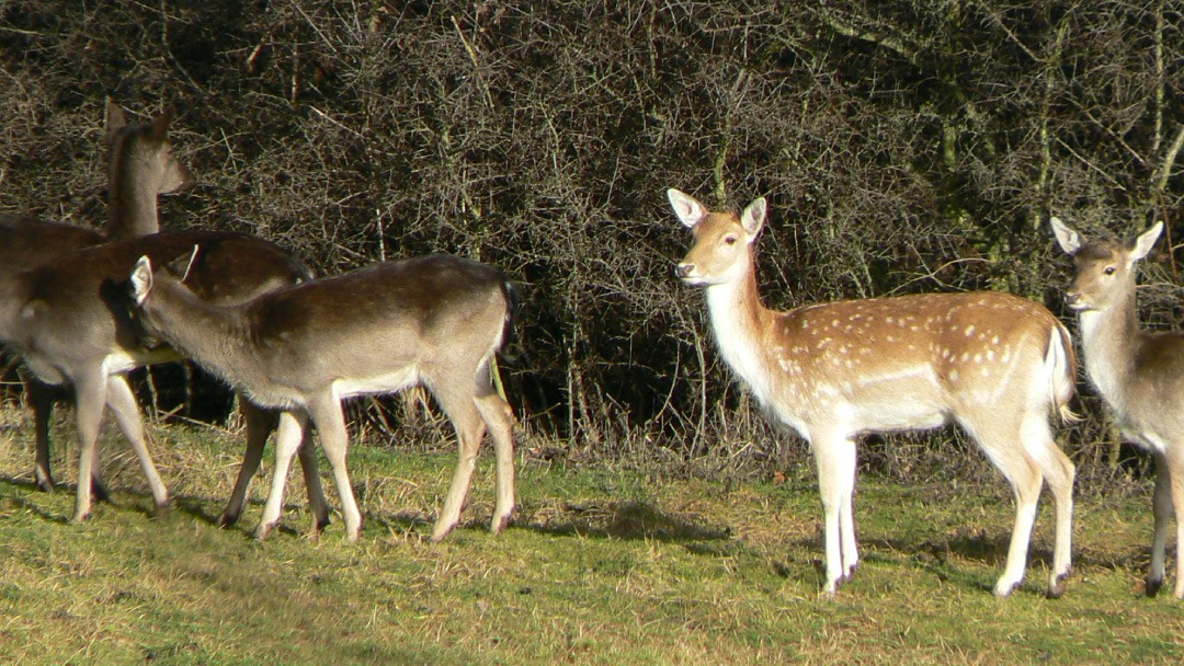 Deer in Epping Forest Epping Forest Heritage Trust
