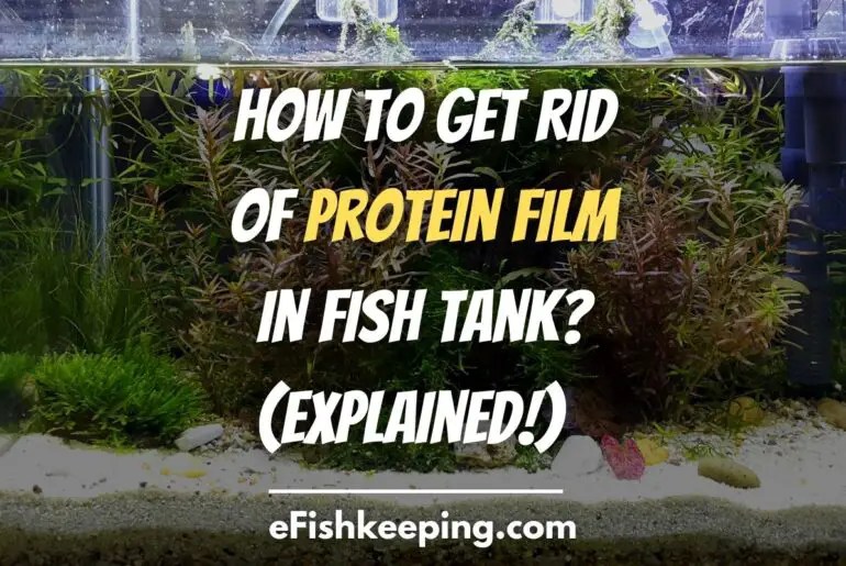 How Long To Wait To Put Fish In Tank After Conditioner? eFishkeeping