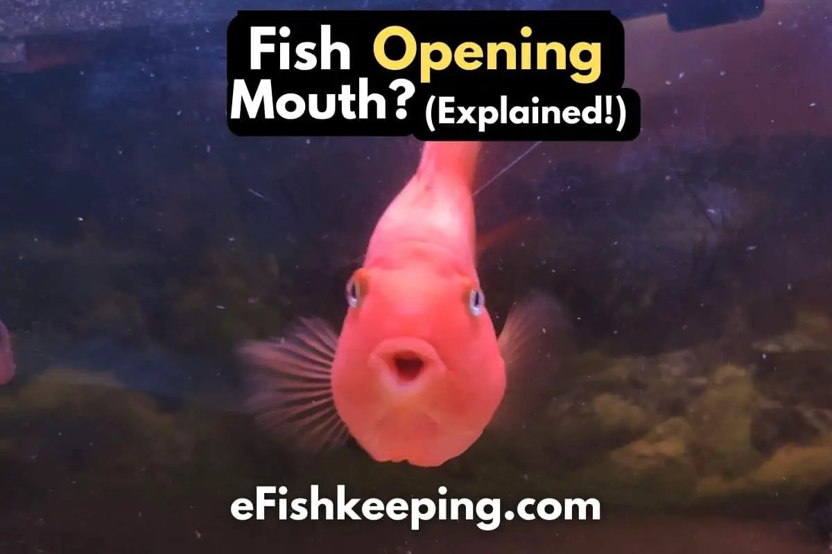 Fish Opening Mouth? (Quick Troubleshooting + Infographic!) eFishkeeping