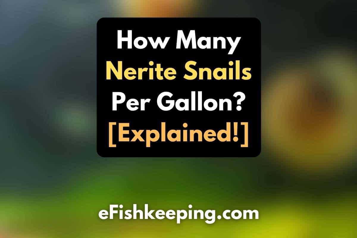 How Many Nerite Snails Per Gallon? [Explained!] eFishkeeping
