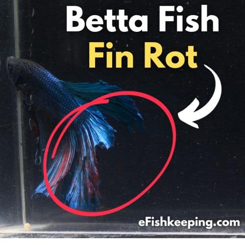 Fin Rot Or Fin Nipping? Differences Explained (With Images) eFishkeeping