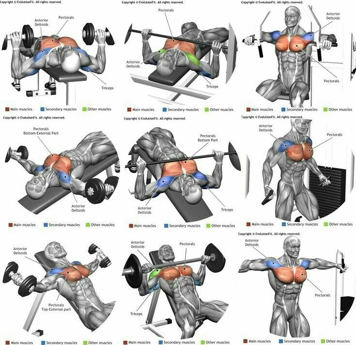 Chest Exercises and Rear Delt Exercises Get Six Pack