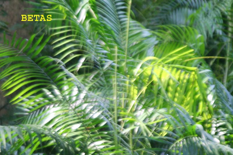 Calamus rotang eFlora of India