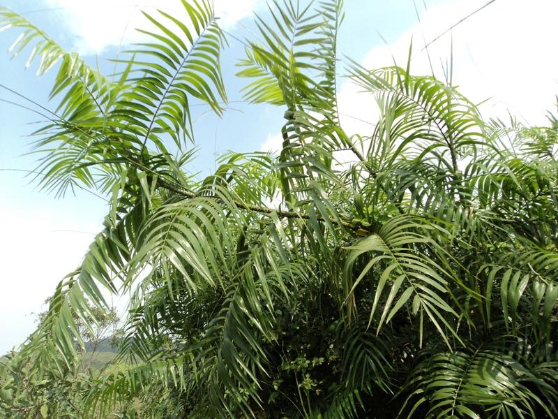 Calamus rotang eFlora of India