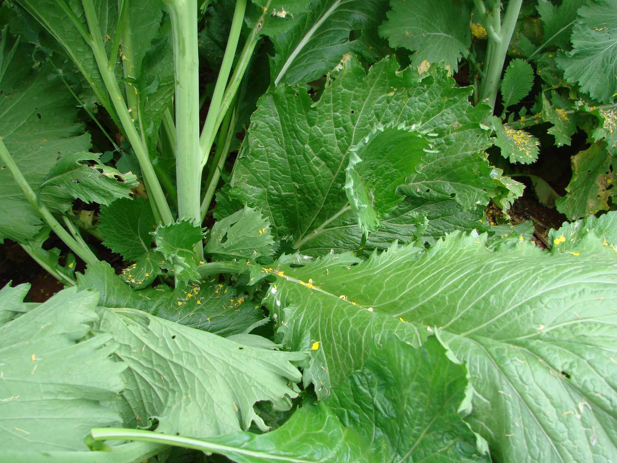 Brassica juncea eFlora of India