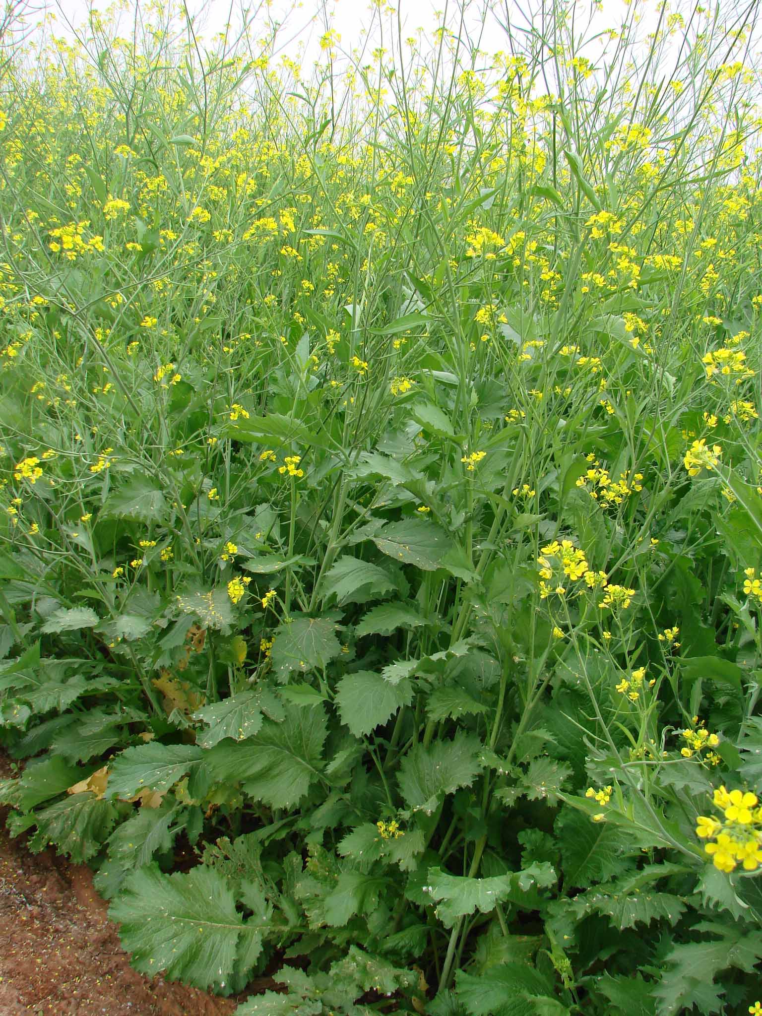 Brassica juncea eFlora of India