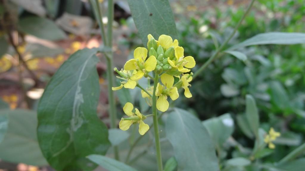 Brassica juncea eFlora of India