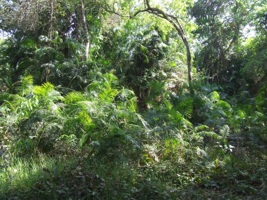 Calamus floribundus eFlora of India