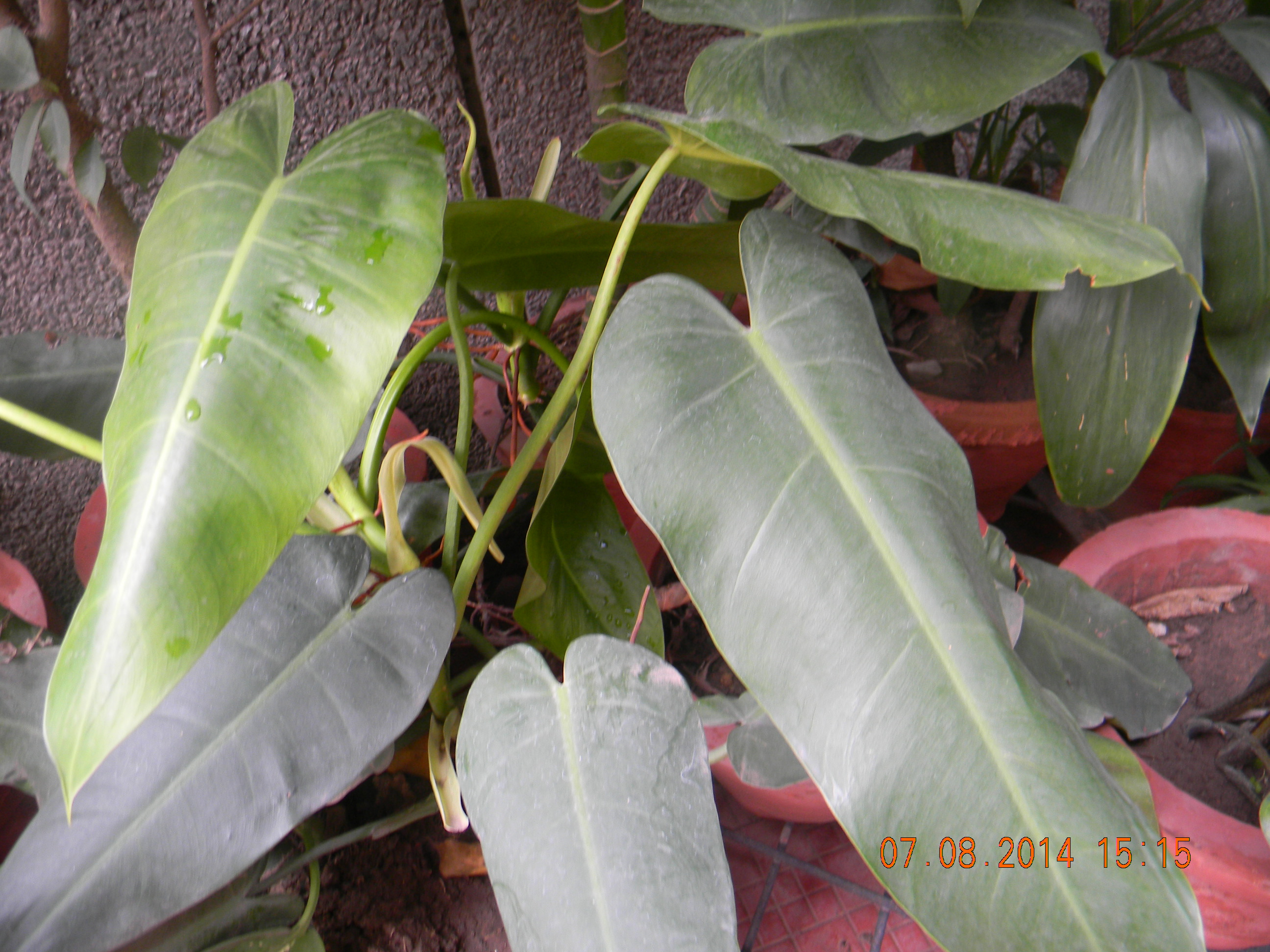 Philodendron domesticum eFlora of India