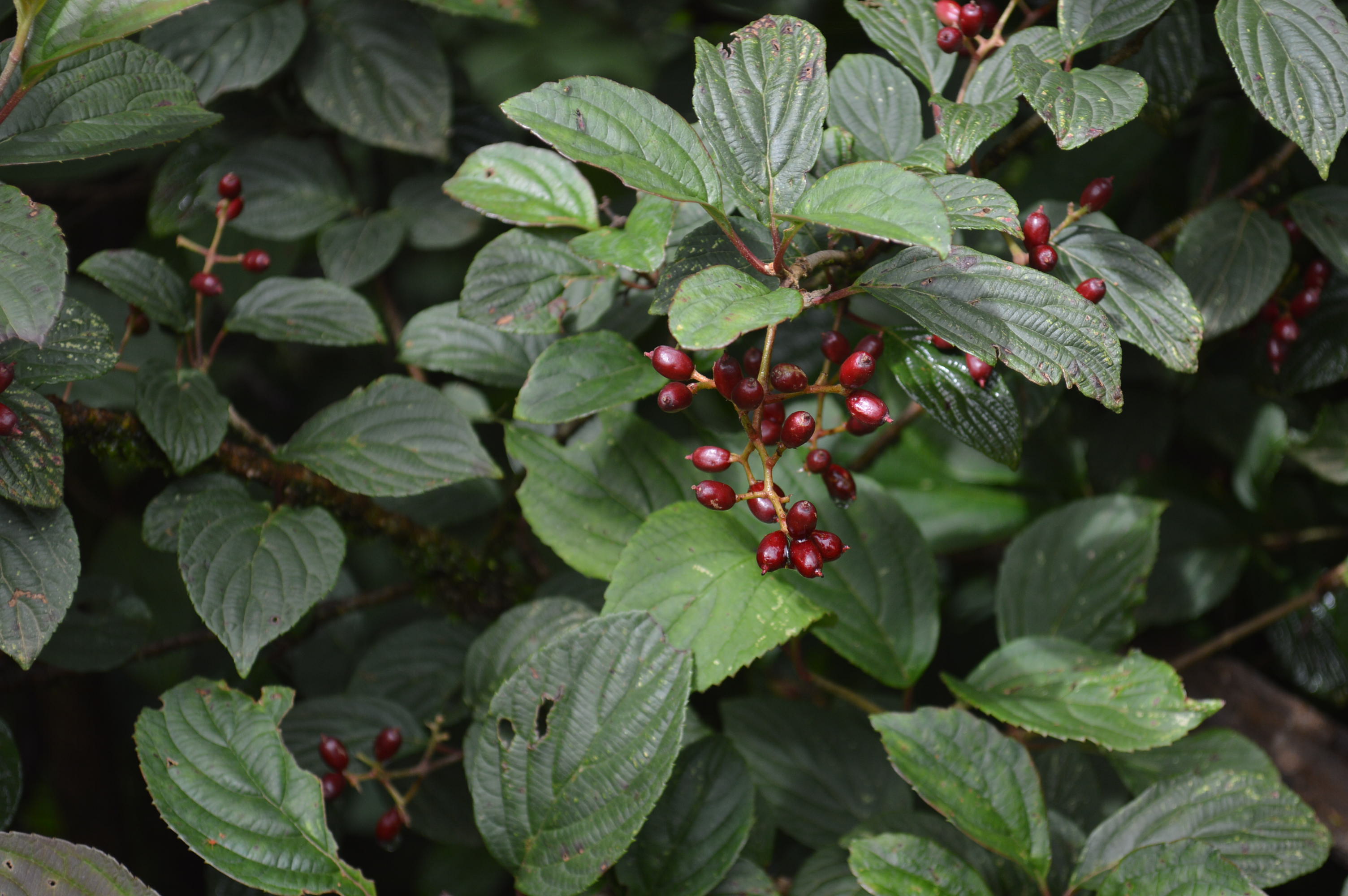 Viburnum eFlora of India