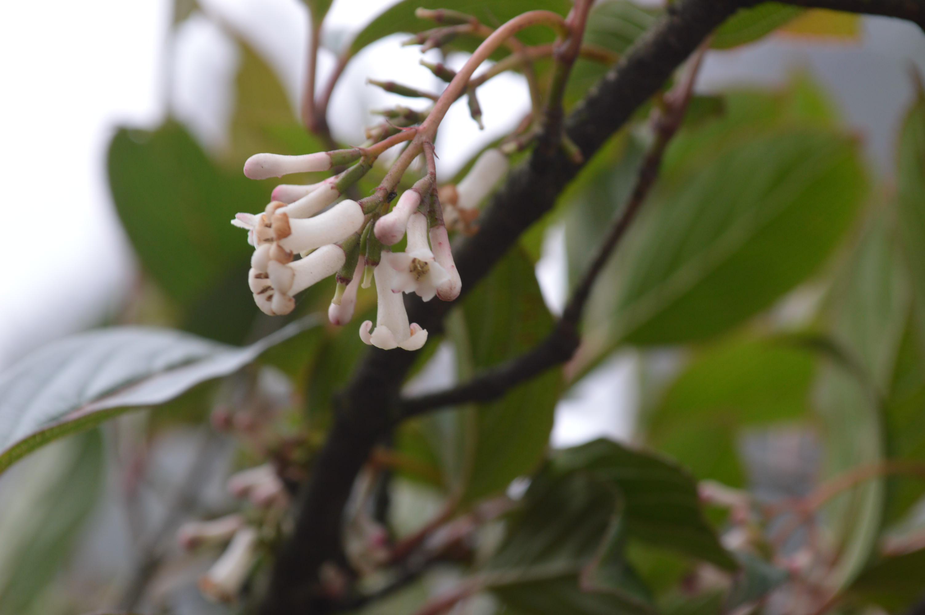 Viburnum erubescens eFlora of India