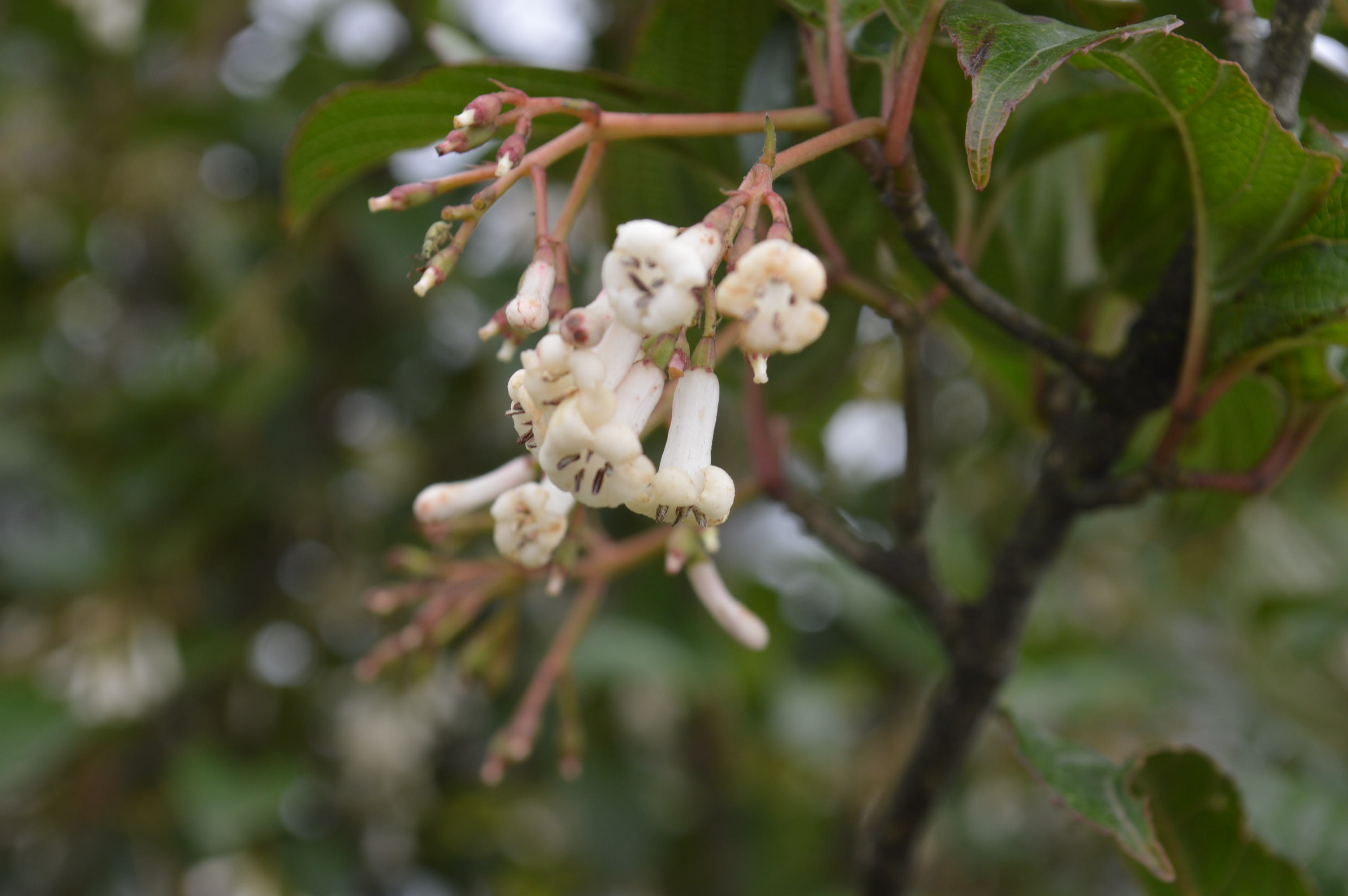 Viburnum erubescens eFlora of India