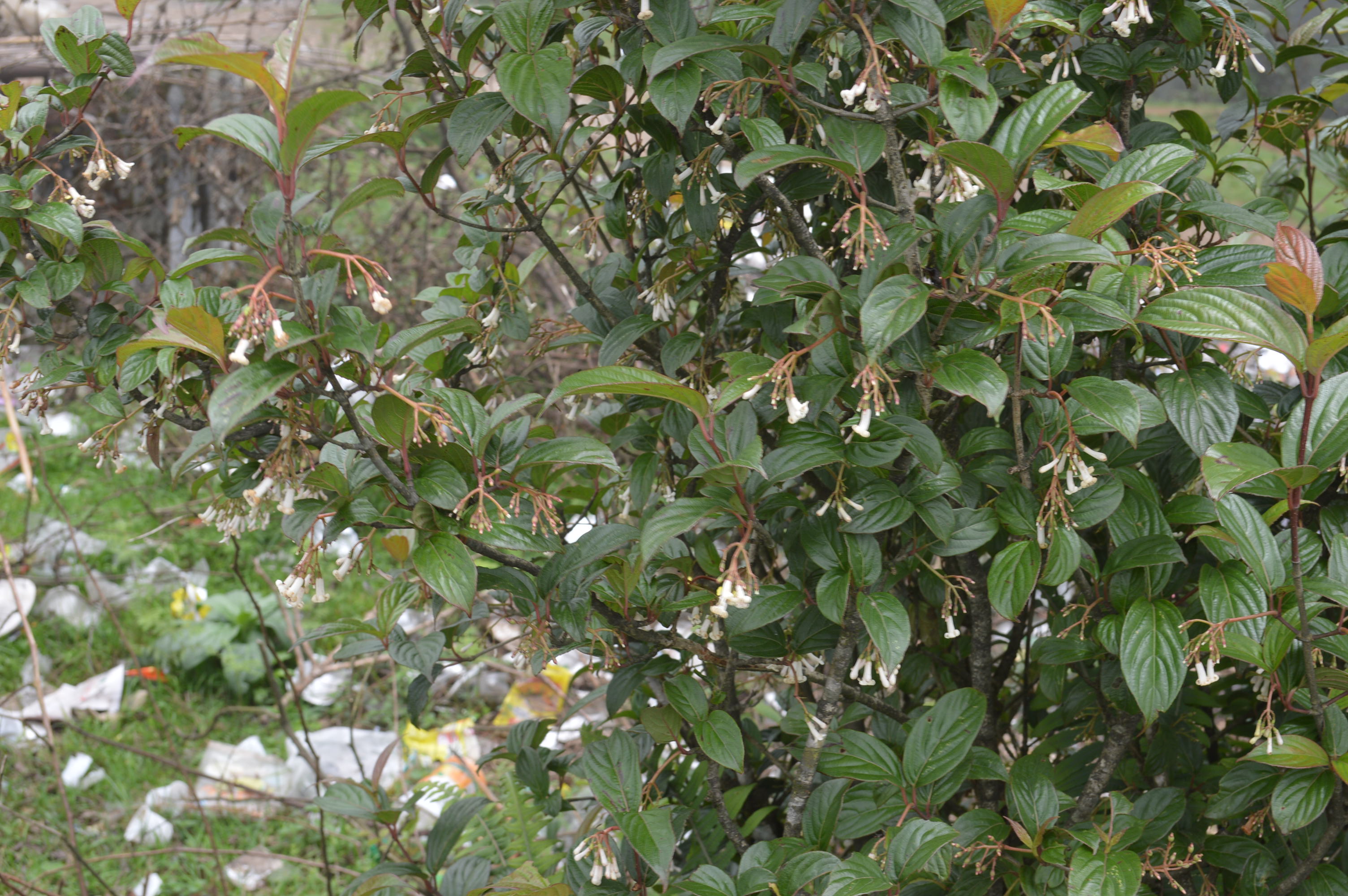 Viburnum erubescens eFlora of India
