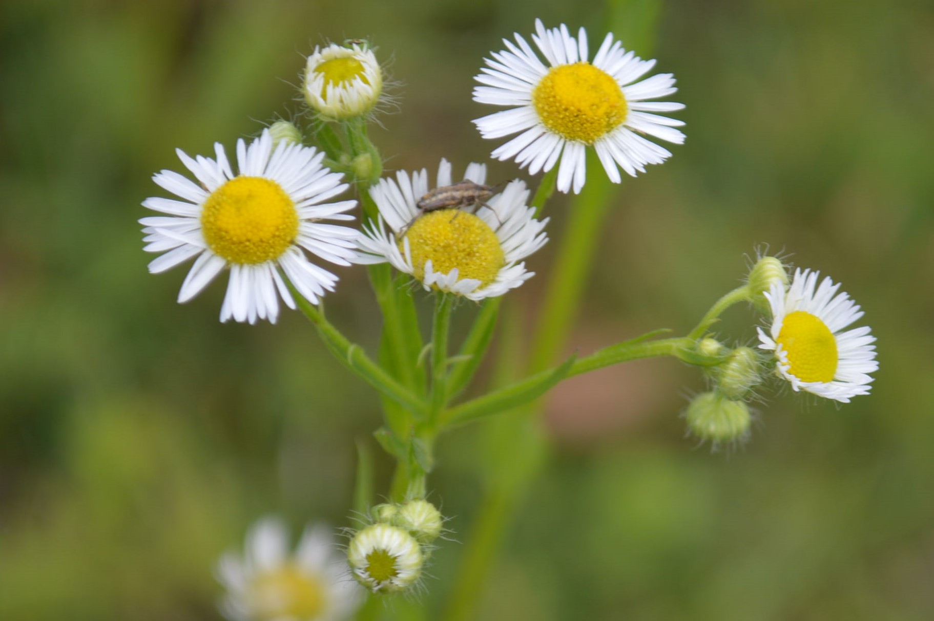 Erigeron annuus eFlora of India