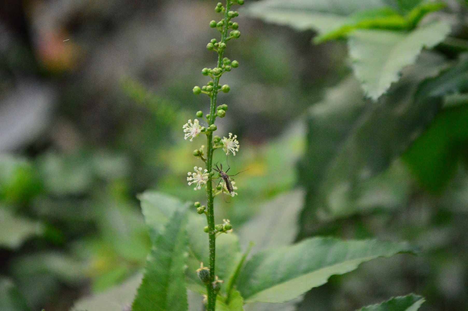 Croton bonplandianus eFlora of India
