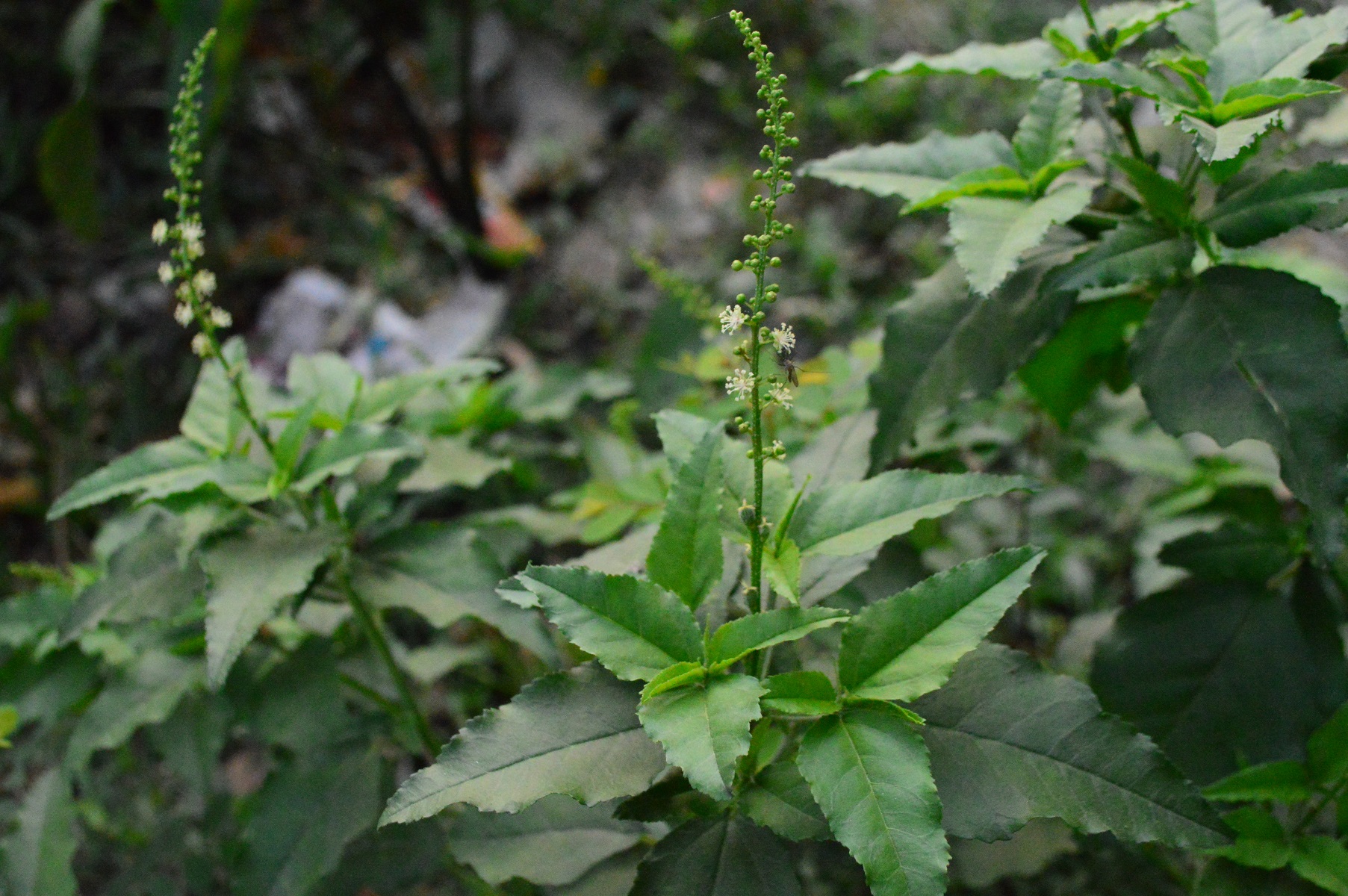 Croton bonplandianus eFlora of India