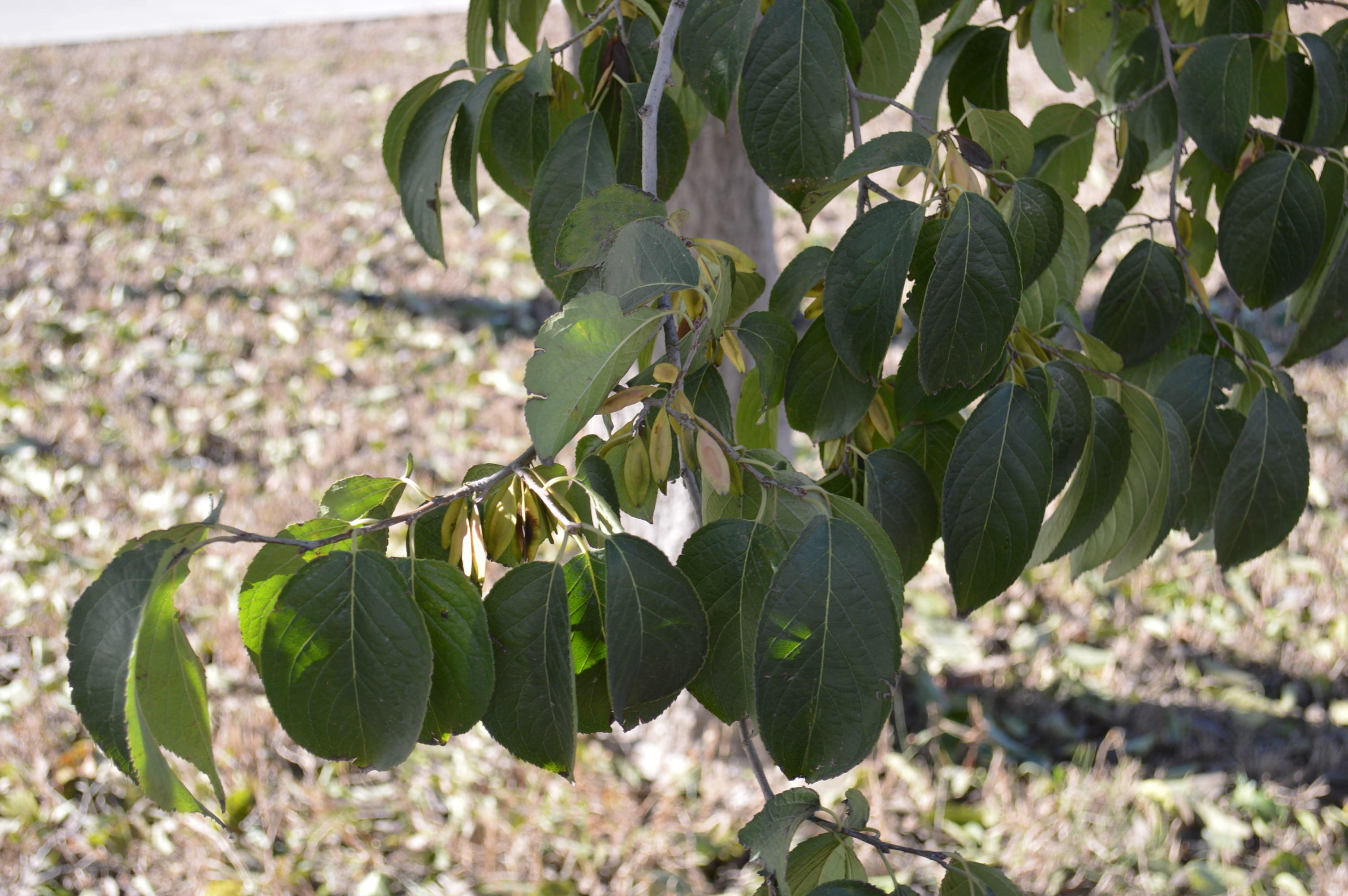 China Beijing plants eFlora of India