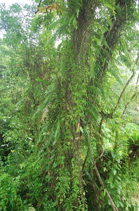 Stenochlaena palustris eFlora of India