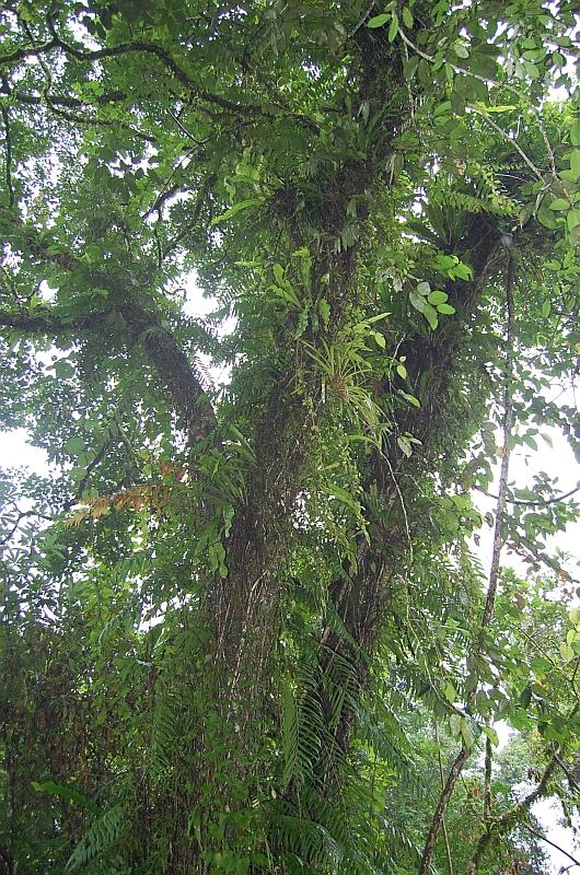 Stenochlaena palustris eFlora of India